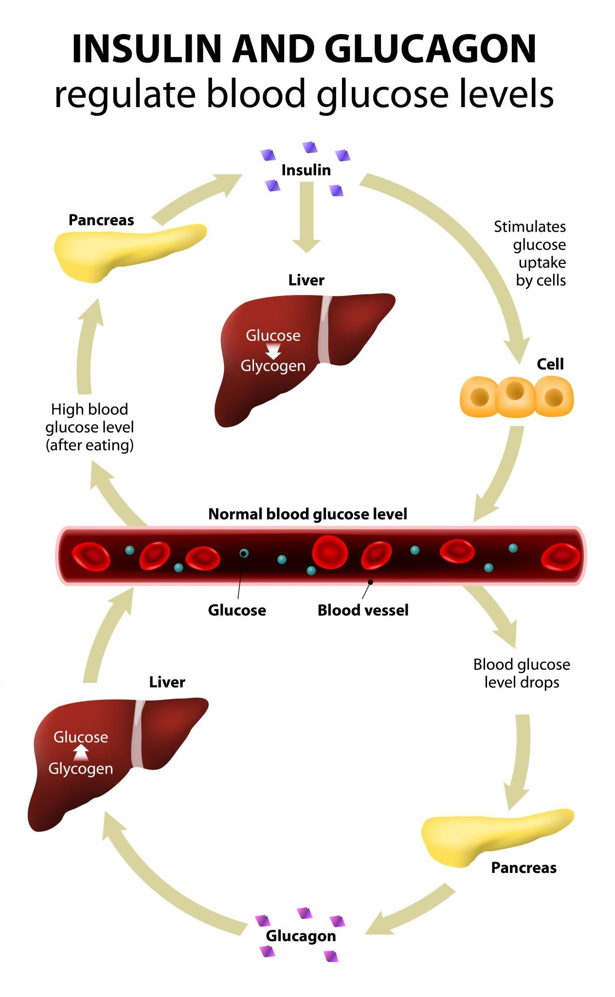 tasaisesta insuliinitasosta verenkierrossa
